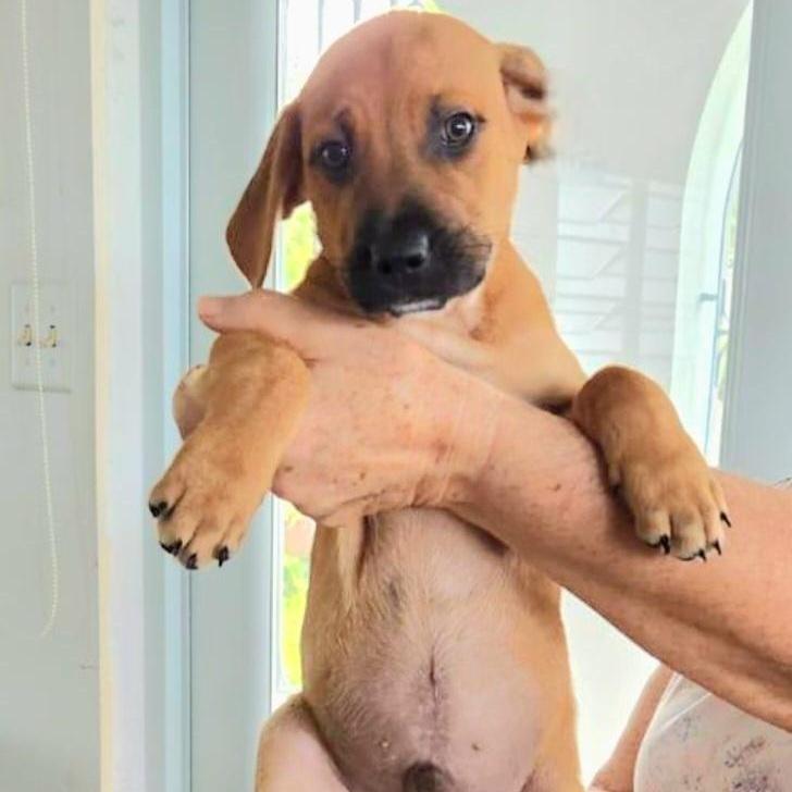 Cosmo "so Cute Litter