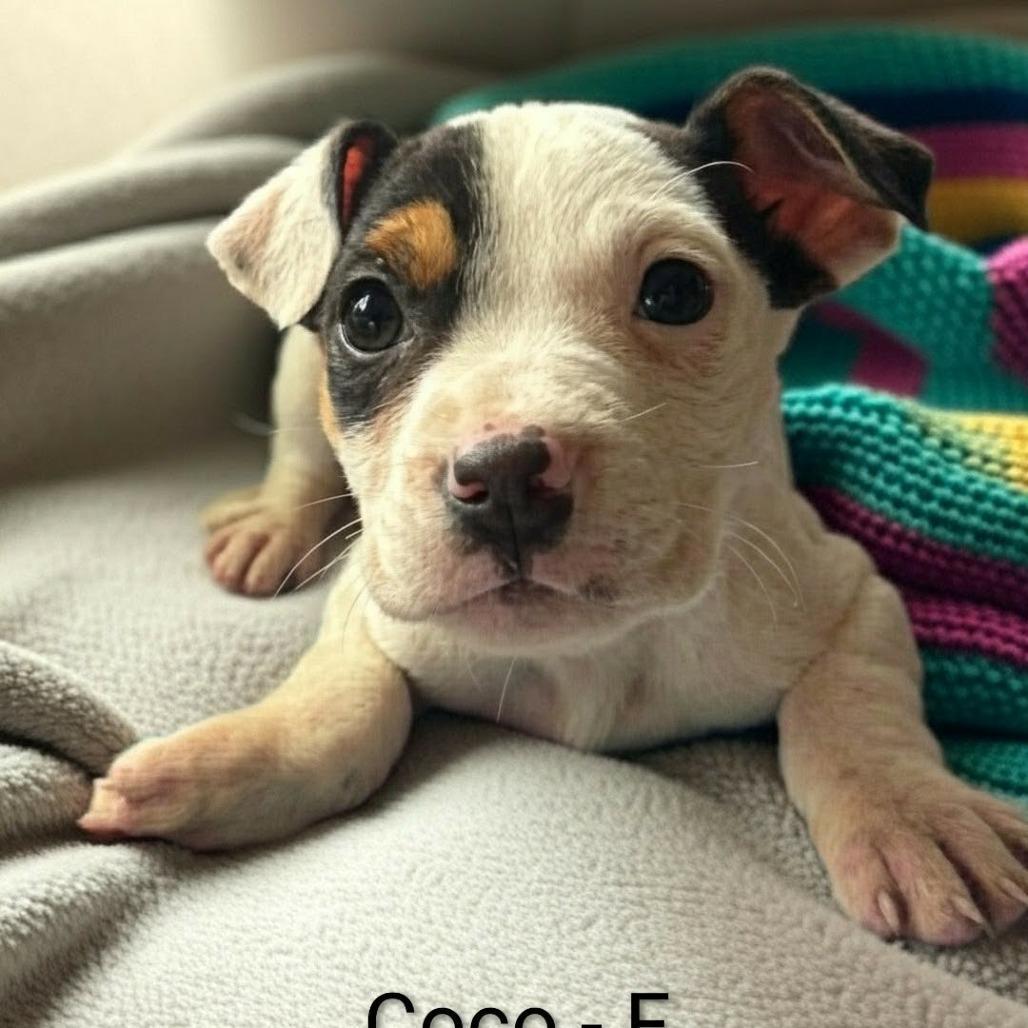 Coco