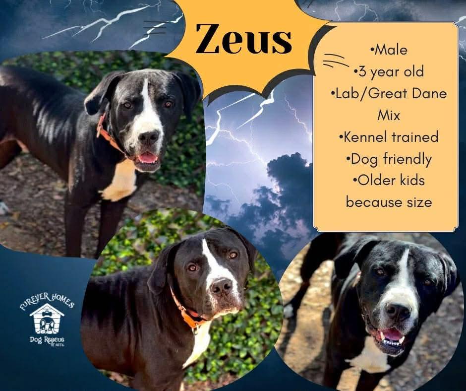 Zeus
