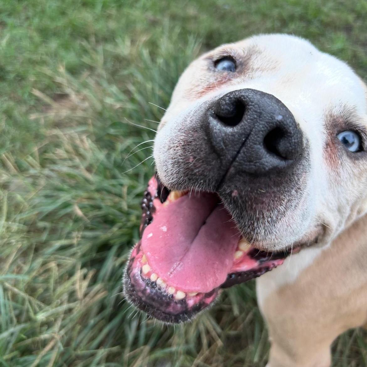 An adult large-sized male Pit Bull Terrier dog named Hobbes for adoption in Pearland, TX