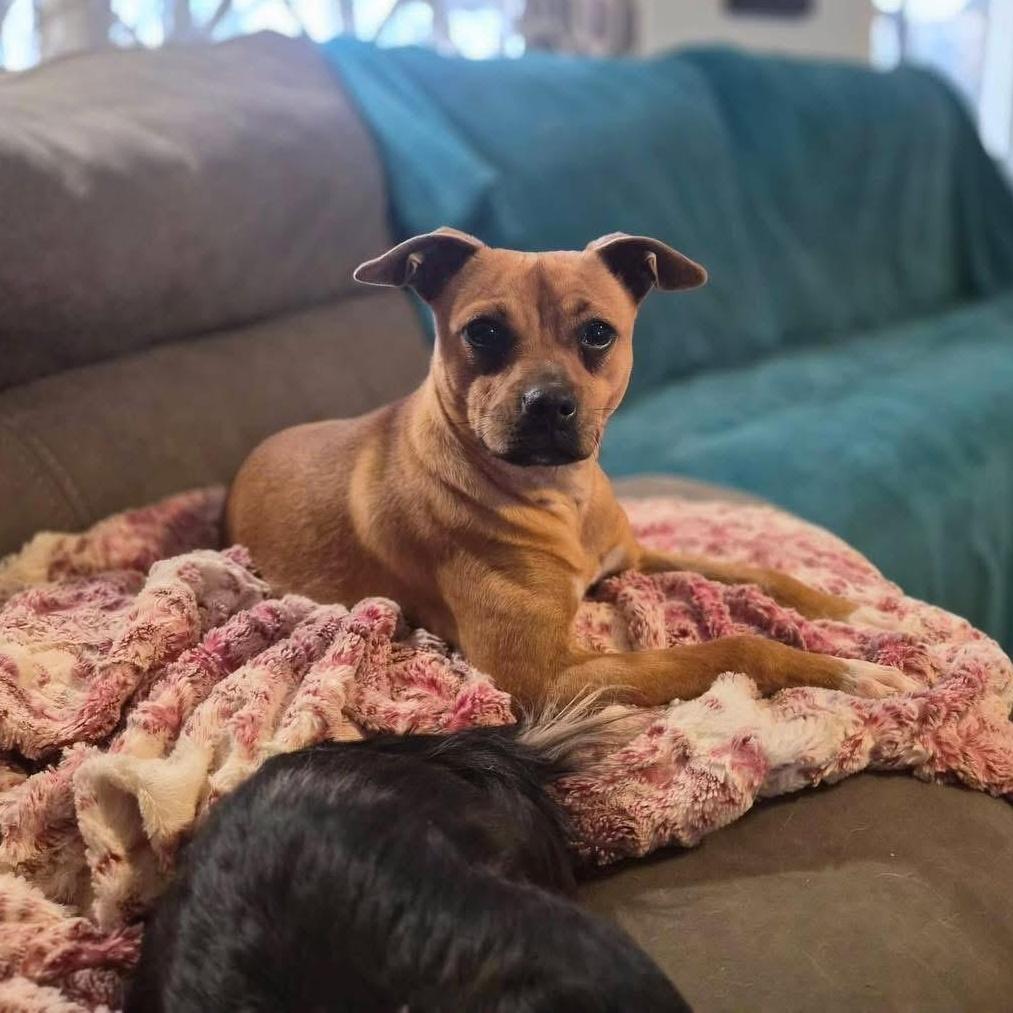 Chicken Aka Chicken Teriyaki