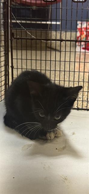A baby small-sized female Domestic Short Hair cat named Luna for adoption in Miami, FL