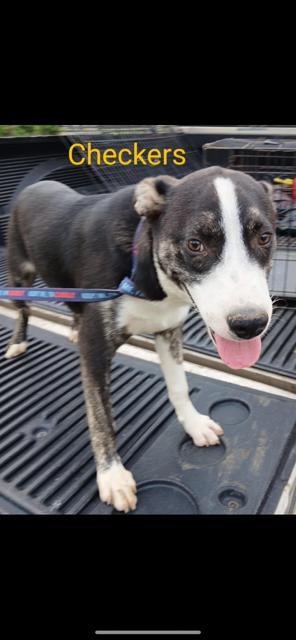 Checkers