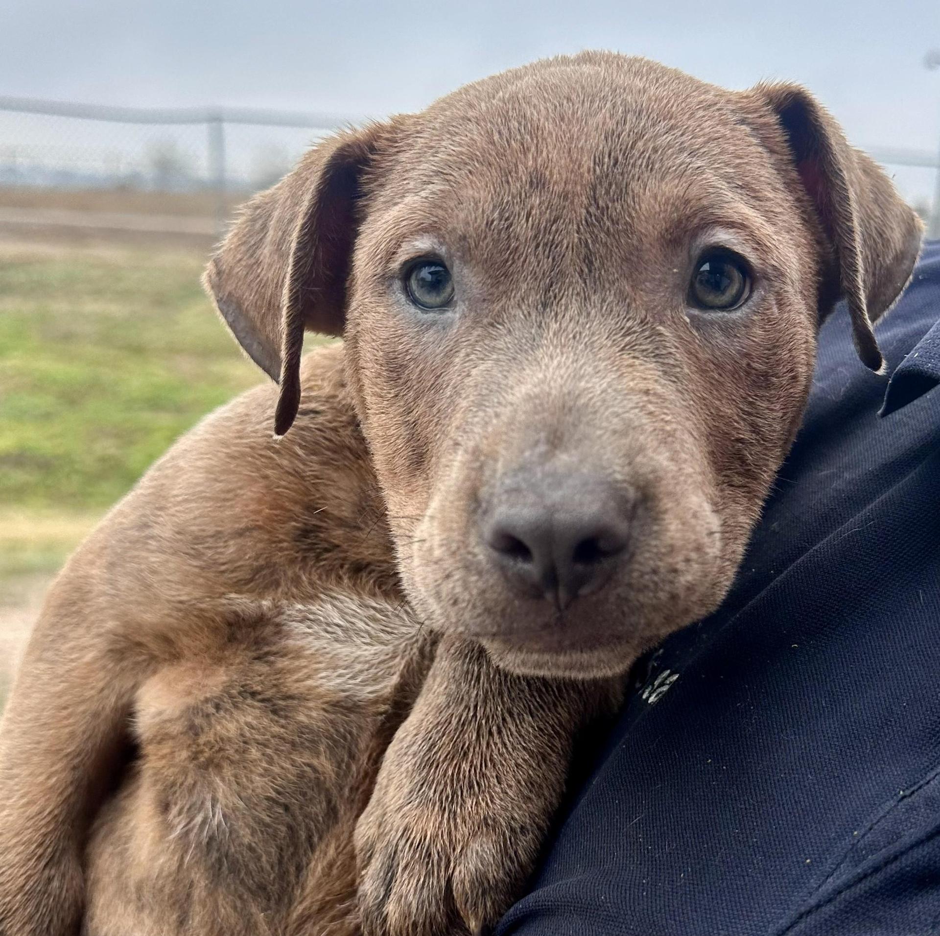 A baby medium-sized male American Staffordshire Terrier dog named Chip On Hold for adoption in Edna, TX