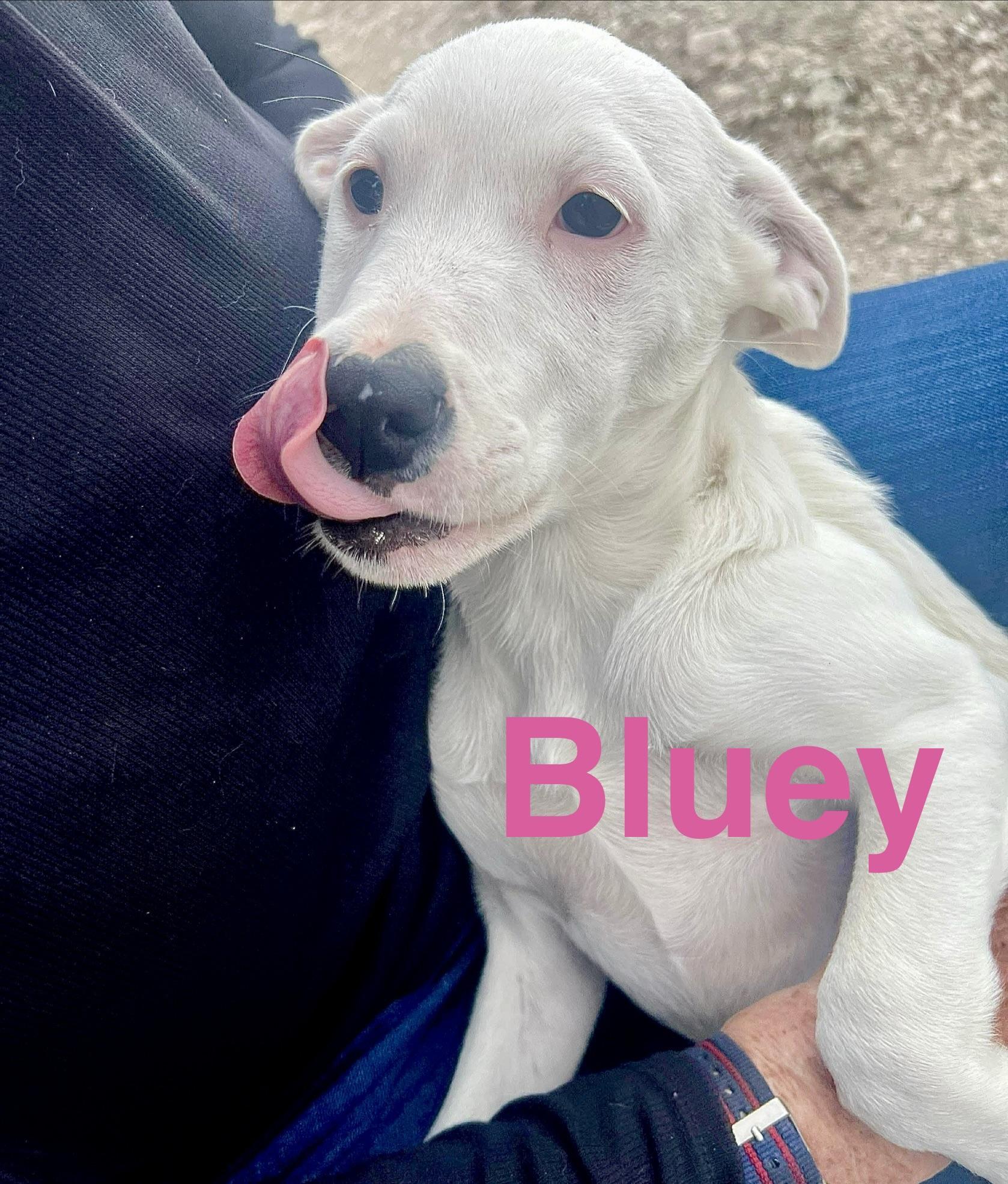 Bluey