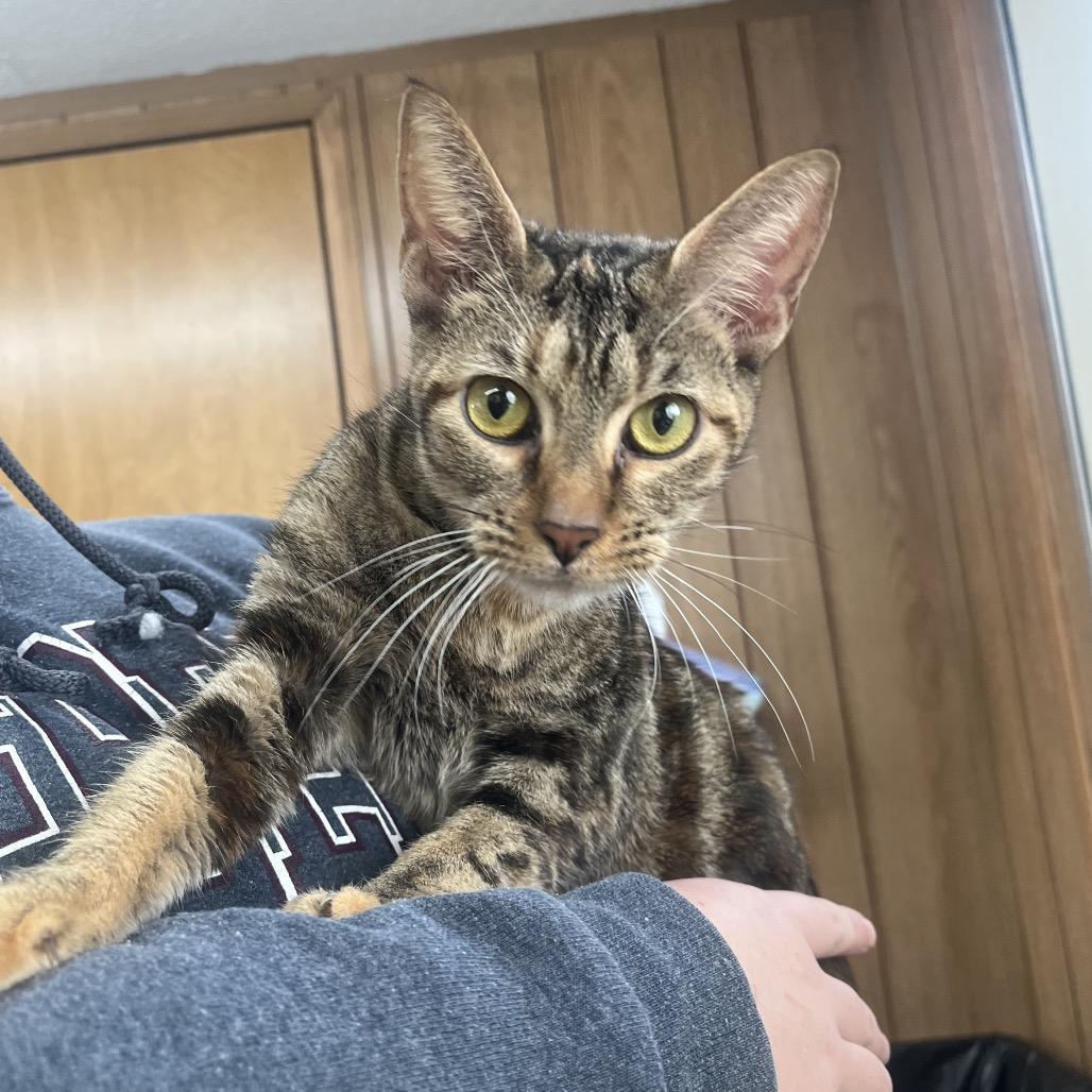 A young medium-sized female Orange / Red Domestic Short Hair cat named Frenchie for adoption in Columbiana, AL
