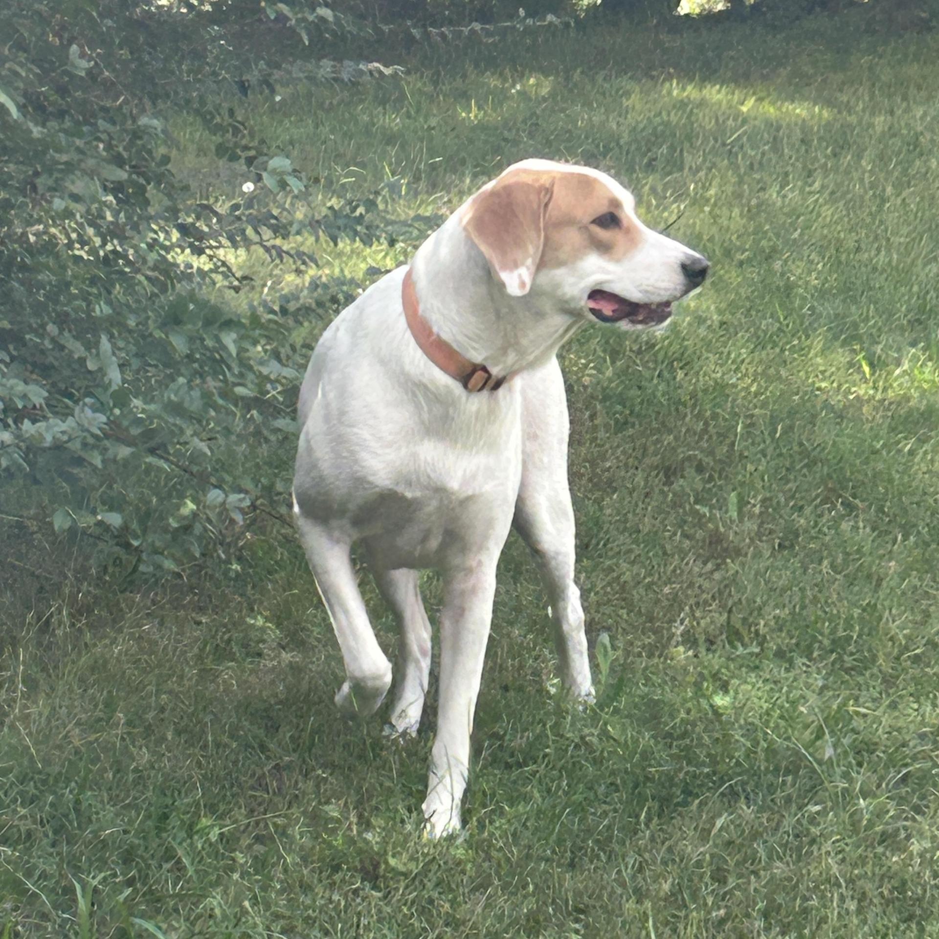 A young large-sized female Apricot / Beige Pointer dog named Poppy for adoption in Ladonia, TX