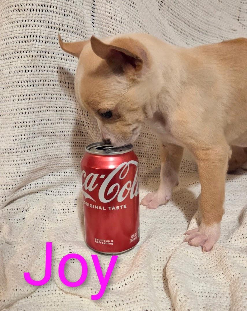 A baby small-sized female Chihuahua dog named Joy for adoption in Fosters, AL