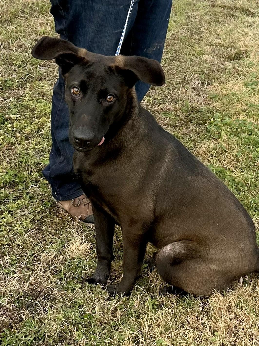 An adult medium-sized male Belgian Shepherd / Malinois dog named Comet On Hold for adoption in Edna, TX