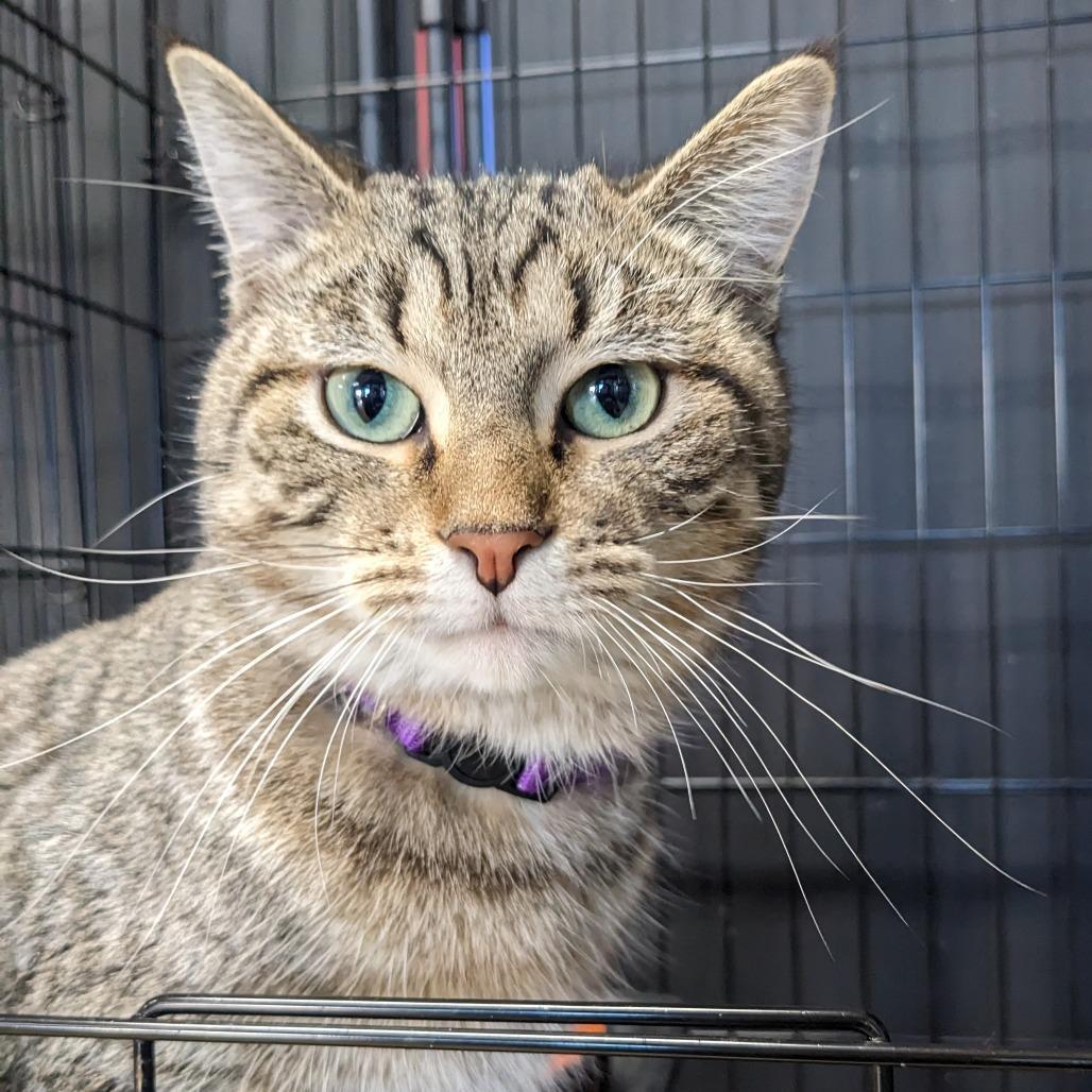 A young medium-sized male Brown / Chocolate Domestic Short Hair cat named Bonsai Sullivan Petsense for adoption in Union, MO