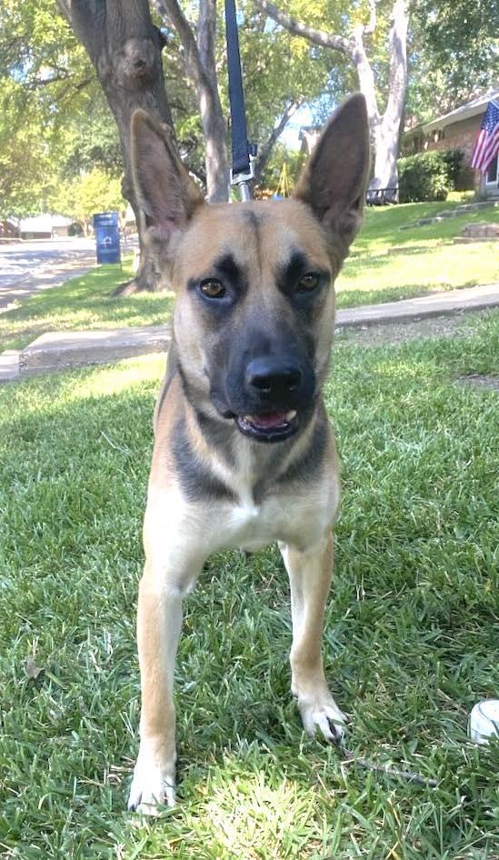 A young medium-sized male German Shepherd Dog dog named Sam for adoption in Allen, TX