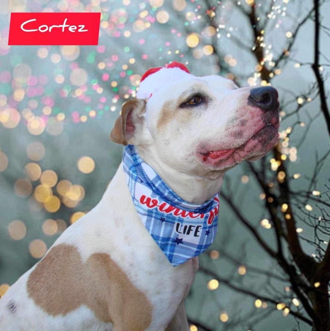 An adult medium-sized male White / Cream Boxer dog named Cortez for adoption in Denison, TX