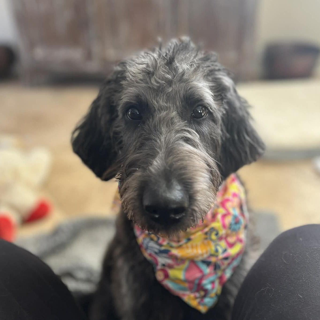 A young medium-sized female Black Labradoodle dog named Bella for adoption in Bethpage, NY