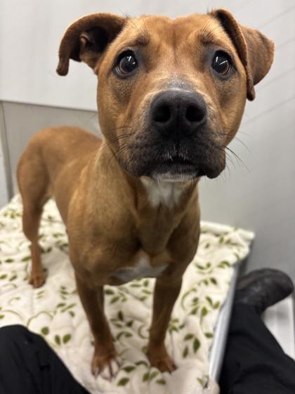 Lady Beef Wellington