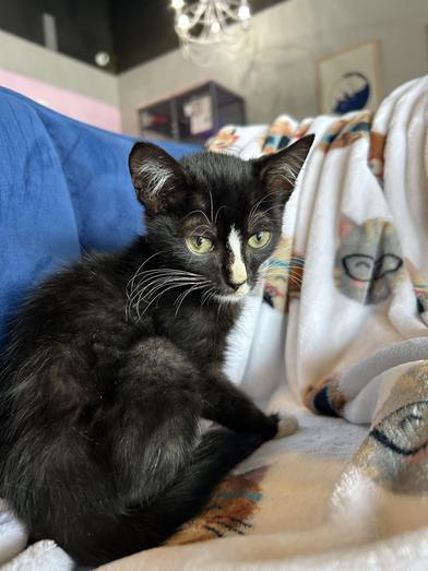 A baby small-sized male Black & White / Tuxedo Domestic Long Hair cat named Apple Jacks for adoption in Liverpool, TX