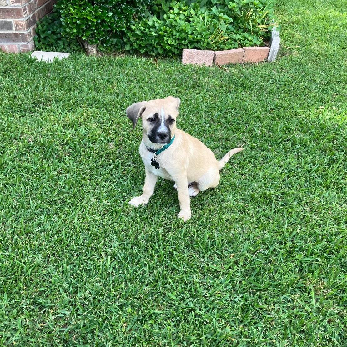 A baby small-sized male Apricot / Beige Terrier dog named Blaze for adoption in Texarkana, TX