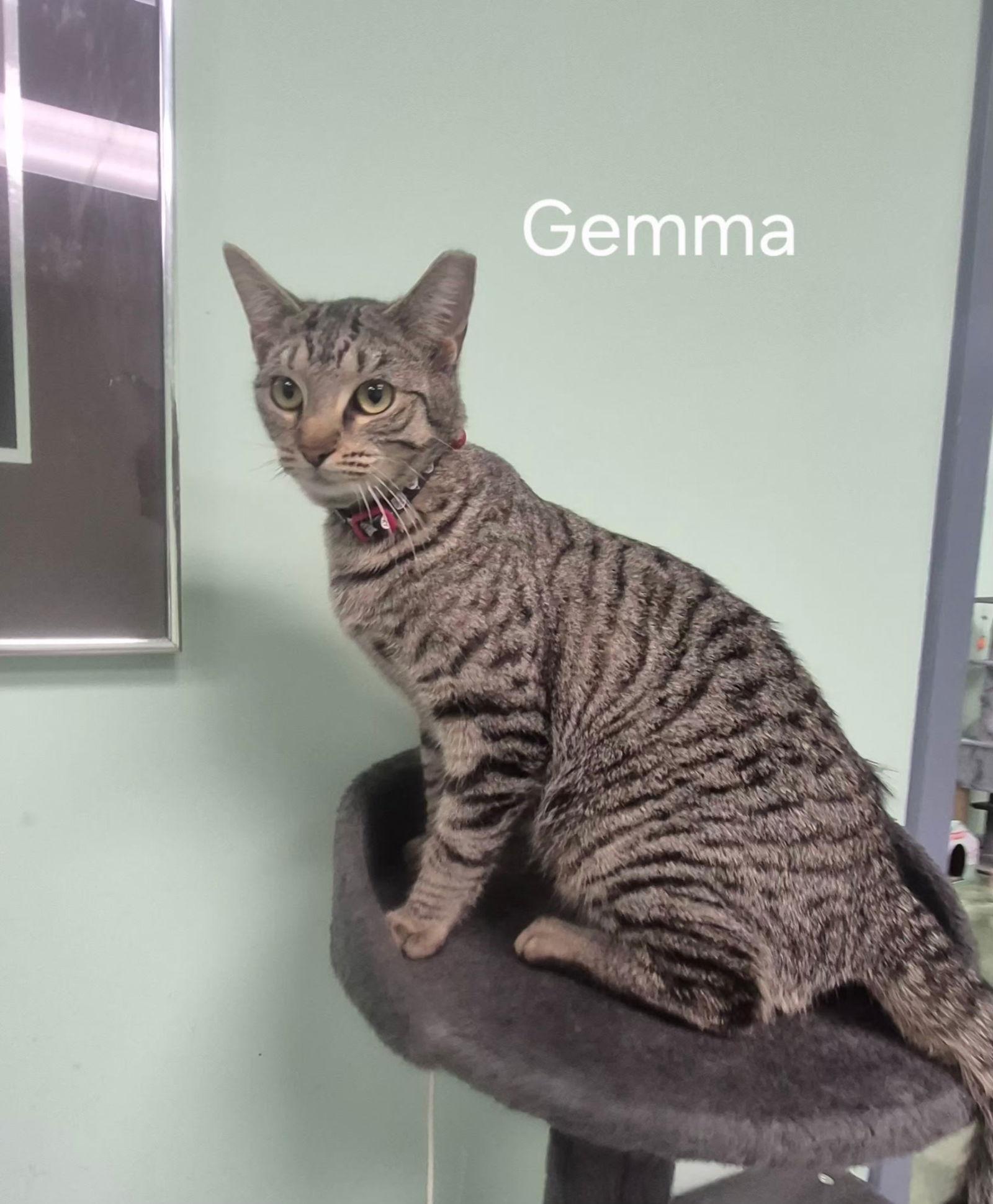 Gemma