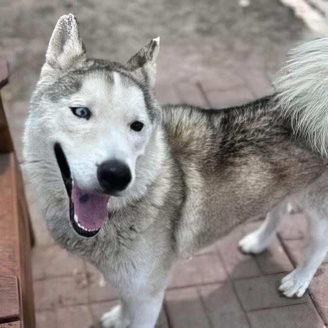 An adult medium-sized male Gray / Blue / Silver Siberian Husky dog named Coco for adoption in Sumter, SC