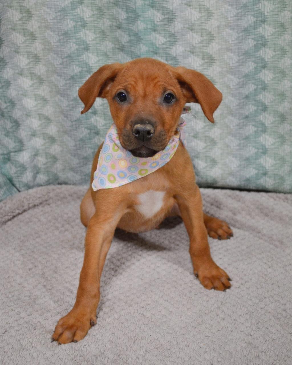 A baby medium-sized female Brown / Chocolate Black Mouth Cur dog named Scarlet for adoption in Gulfport, MS