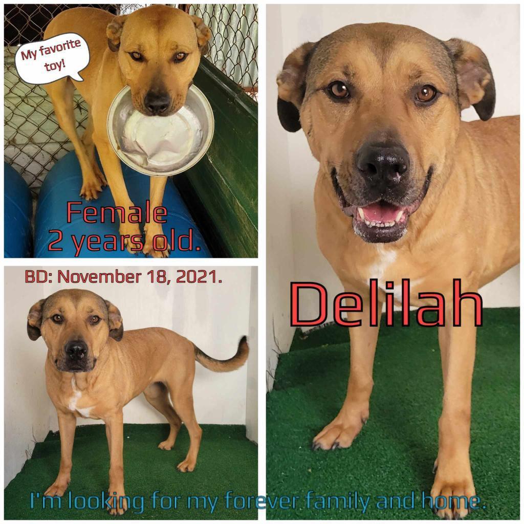 Delilah