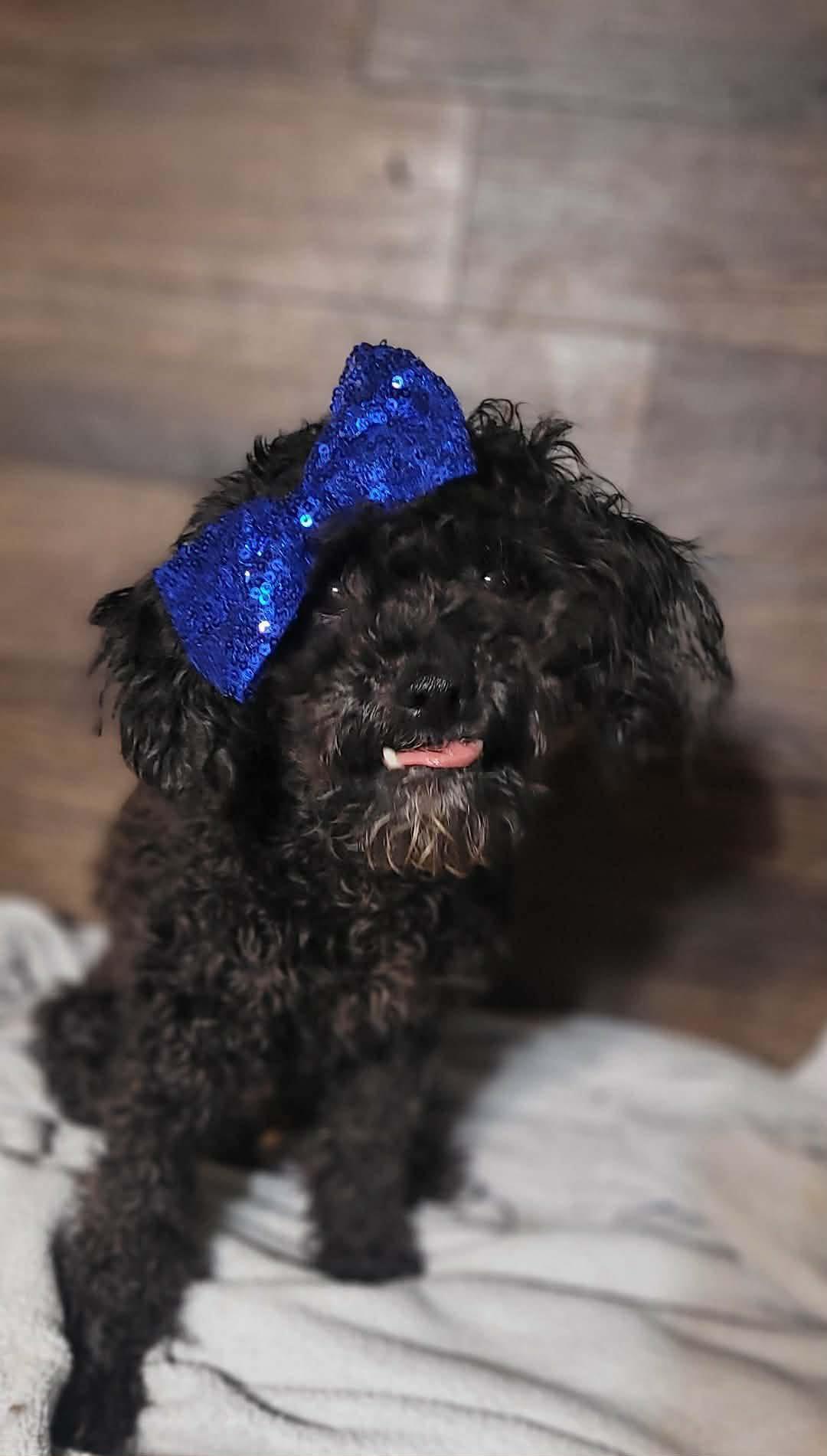 Morgana In Rhode Island photo 1