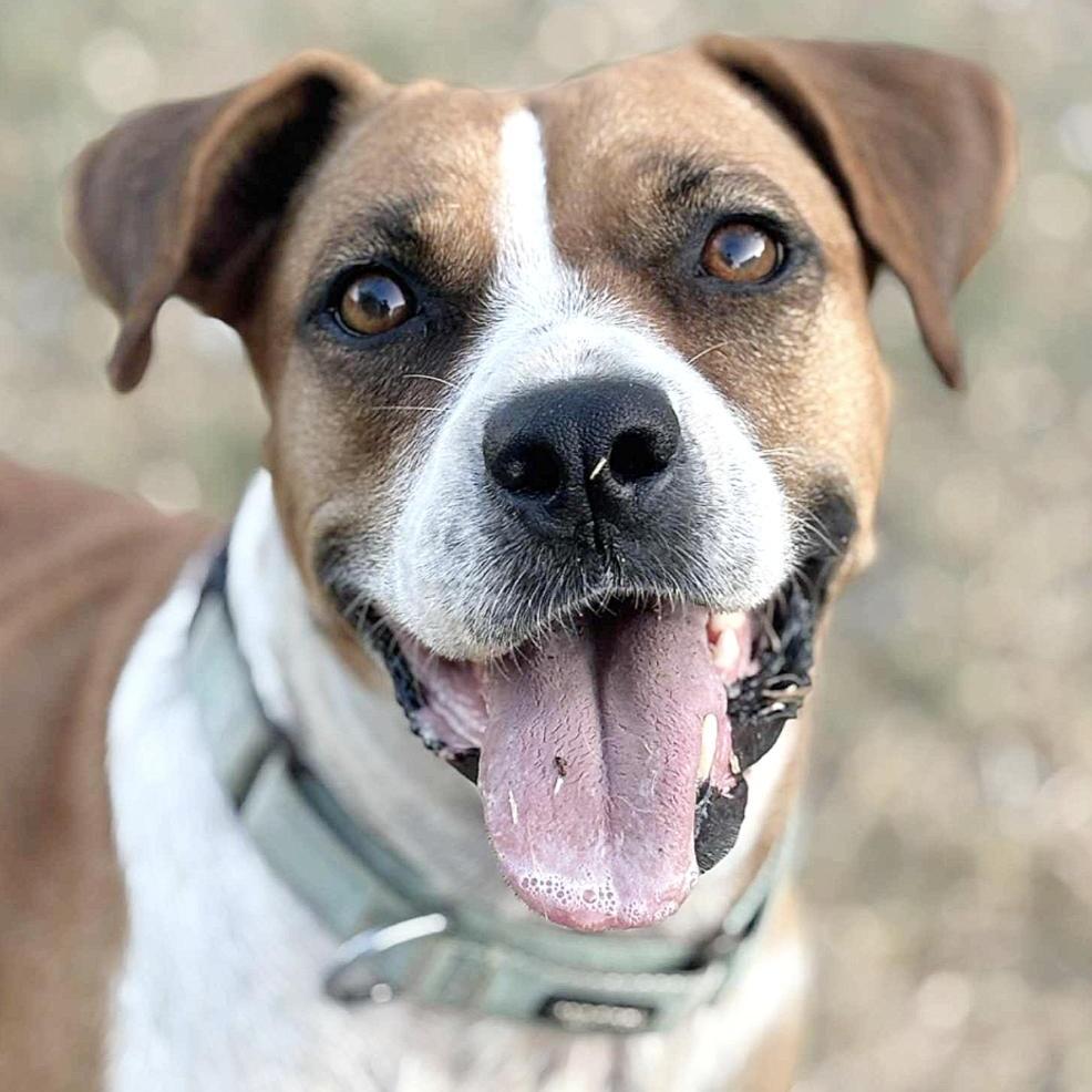 A young medium-sized female Golden American Staffordshire Terrier dog named Muffin for adoption in Longview, TX