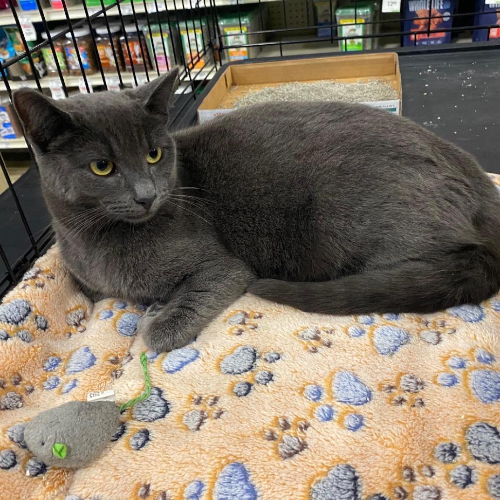 A young small-sized female Gray / Blue / Silver Domestic Short Hair cat named Luna for adoption in Los Angeles, CA