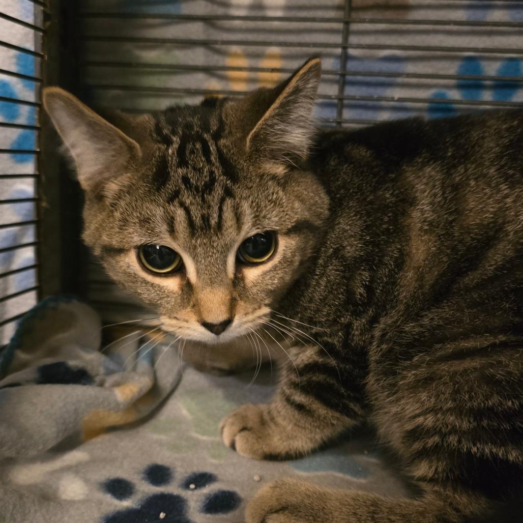 Sweeney Todd photo 1