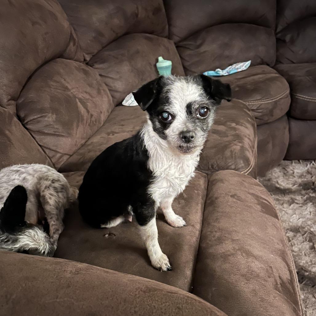 Lola Bonded With Lady