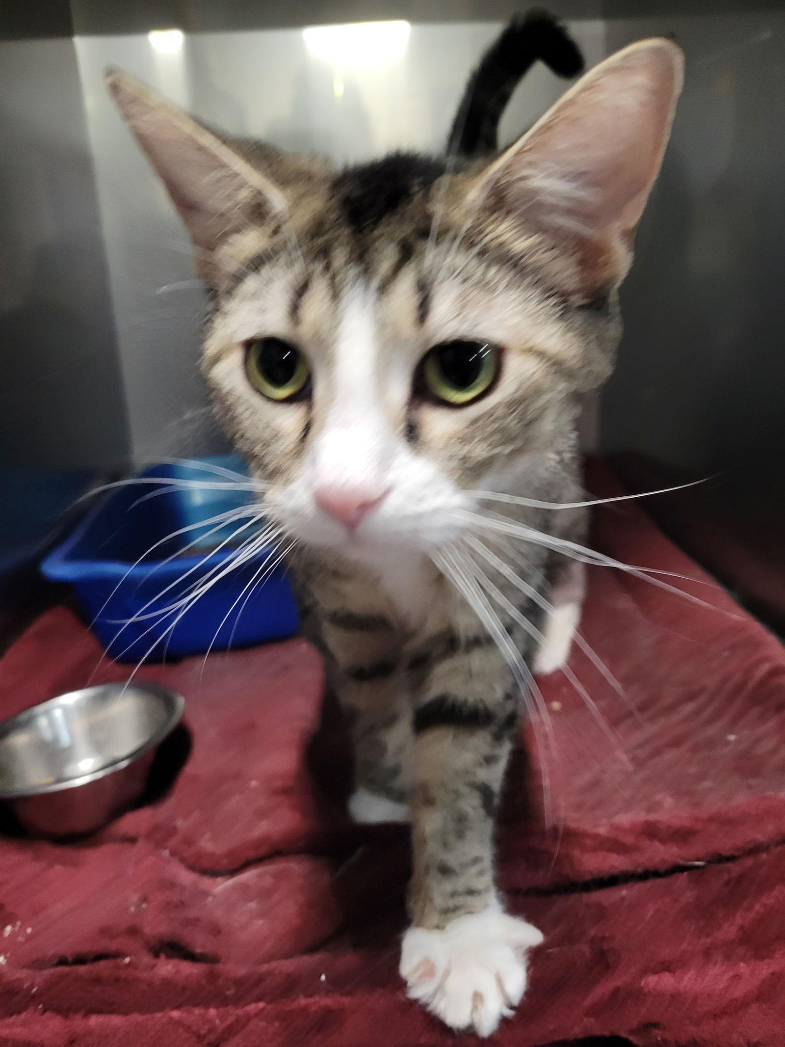 Tundra Special Needs