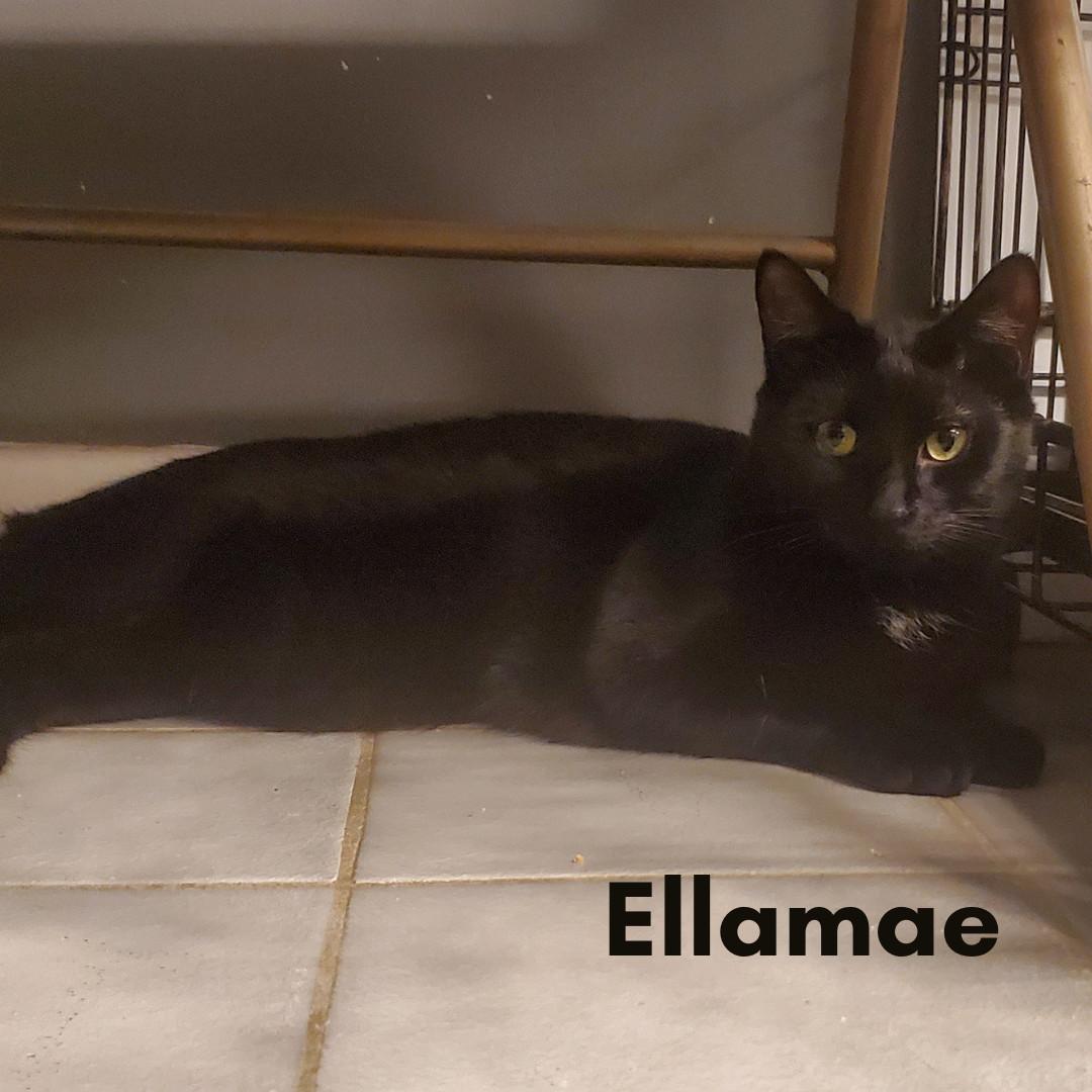 Ellamae