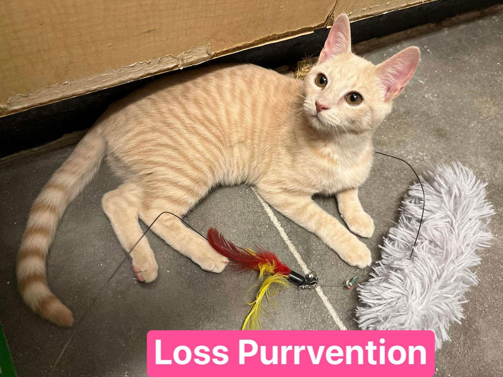 Loss Purrvention