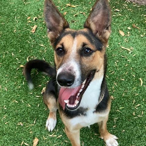 A baby medium-sized female Tricolor (Brown, Black, & White) Australian Kelpie dog named Meet Shelby โ Sweet for adoption in Houston, TX