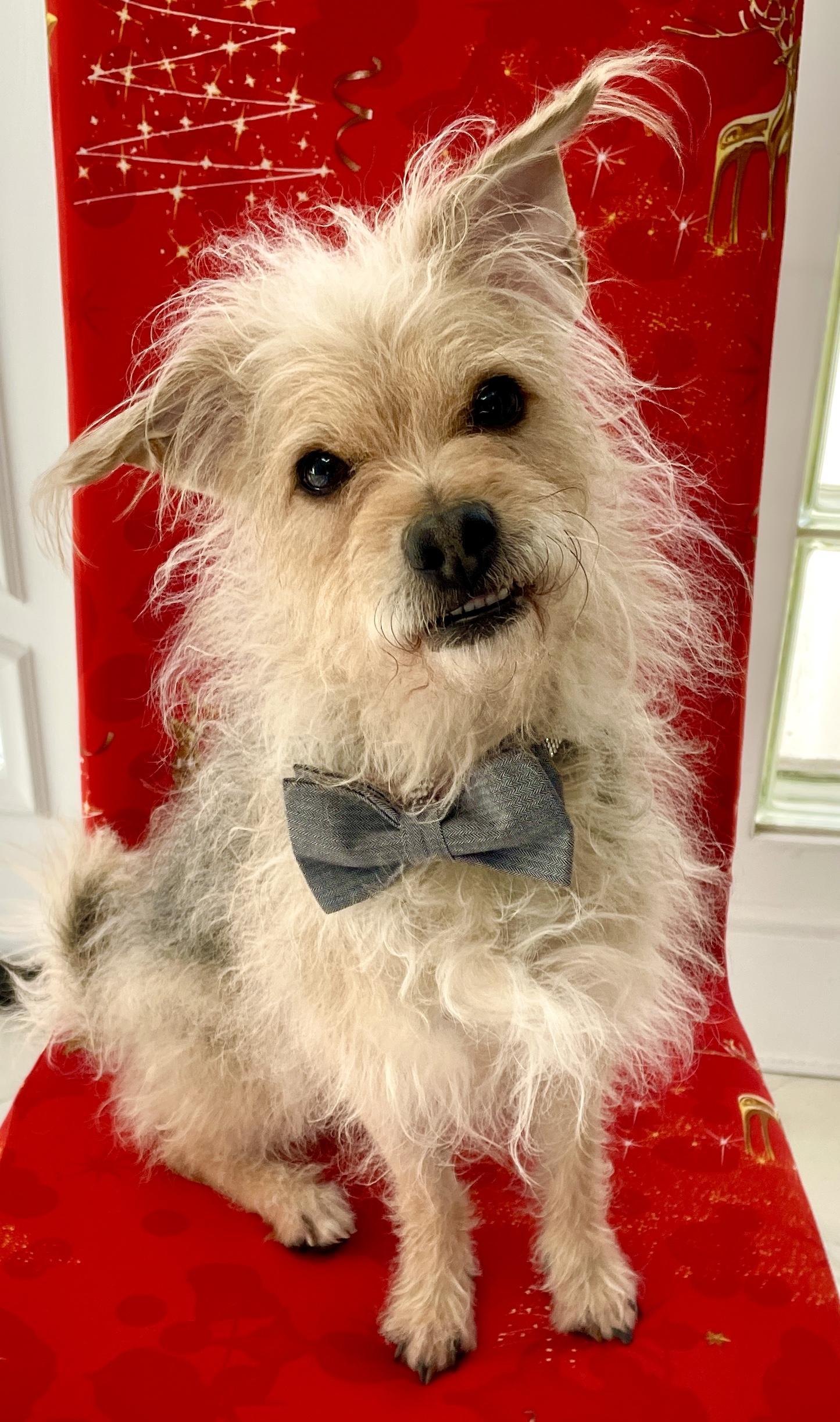 An adult small-sized male Gray / Blue / Silver Terrier dog named Ricky for adoption in Warren, NJ