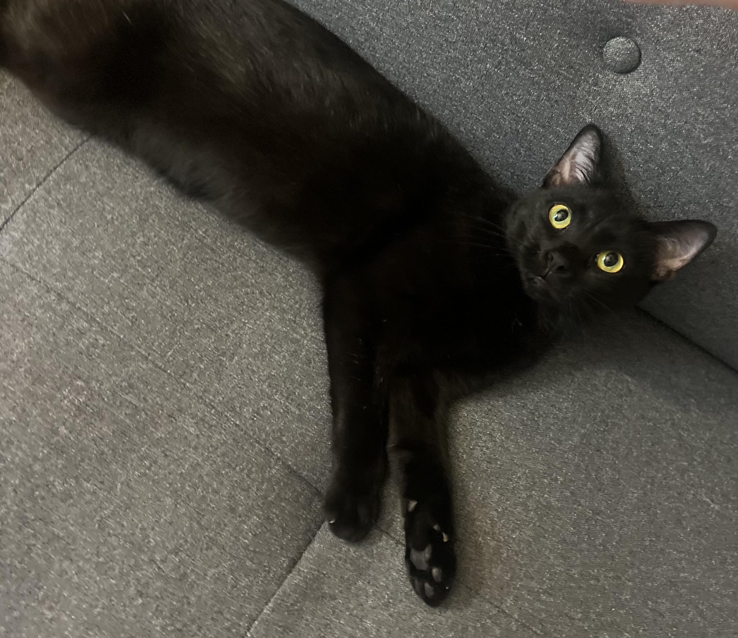 Corona Sweet Survivor