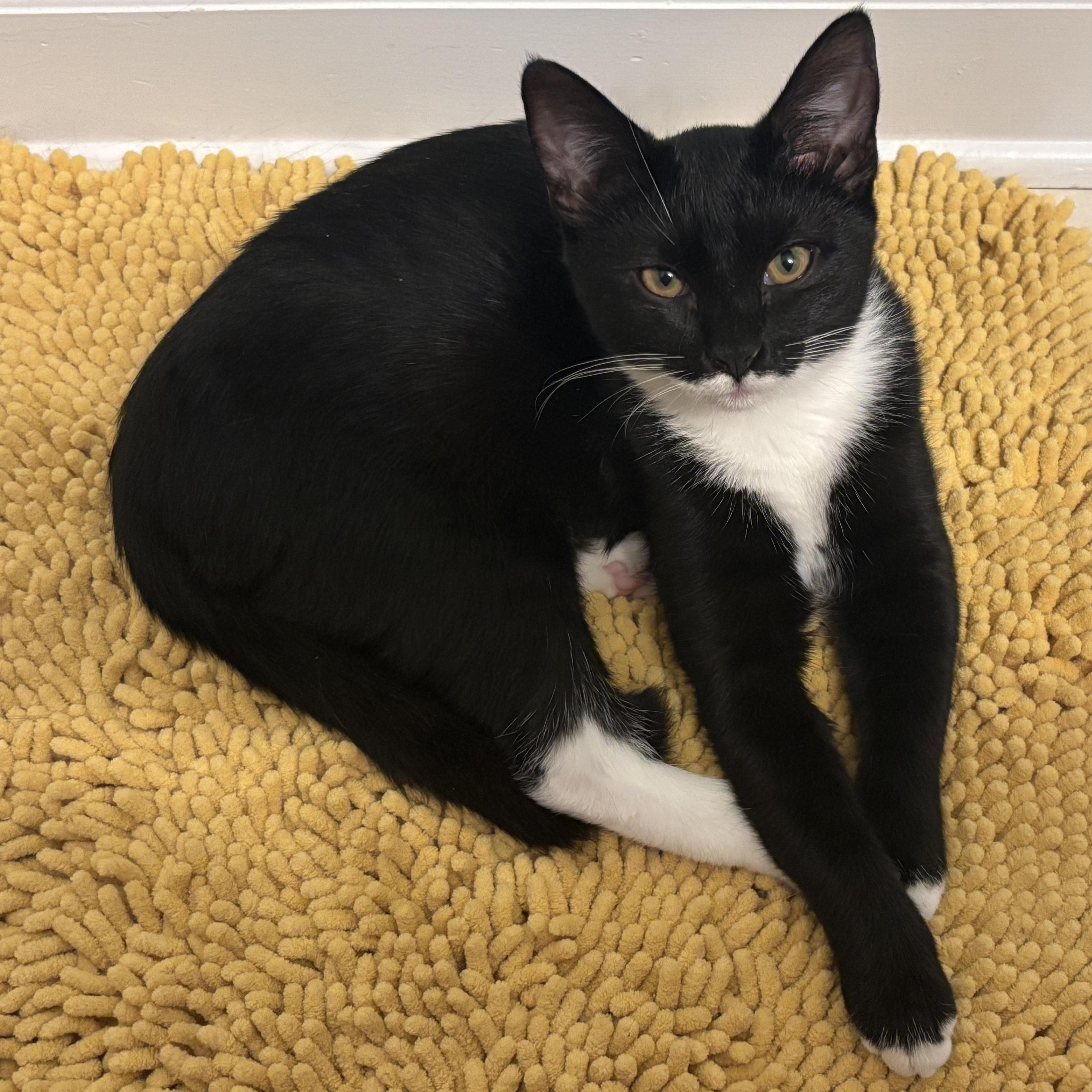 Bunsen Burner Athens