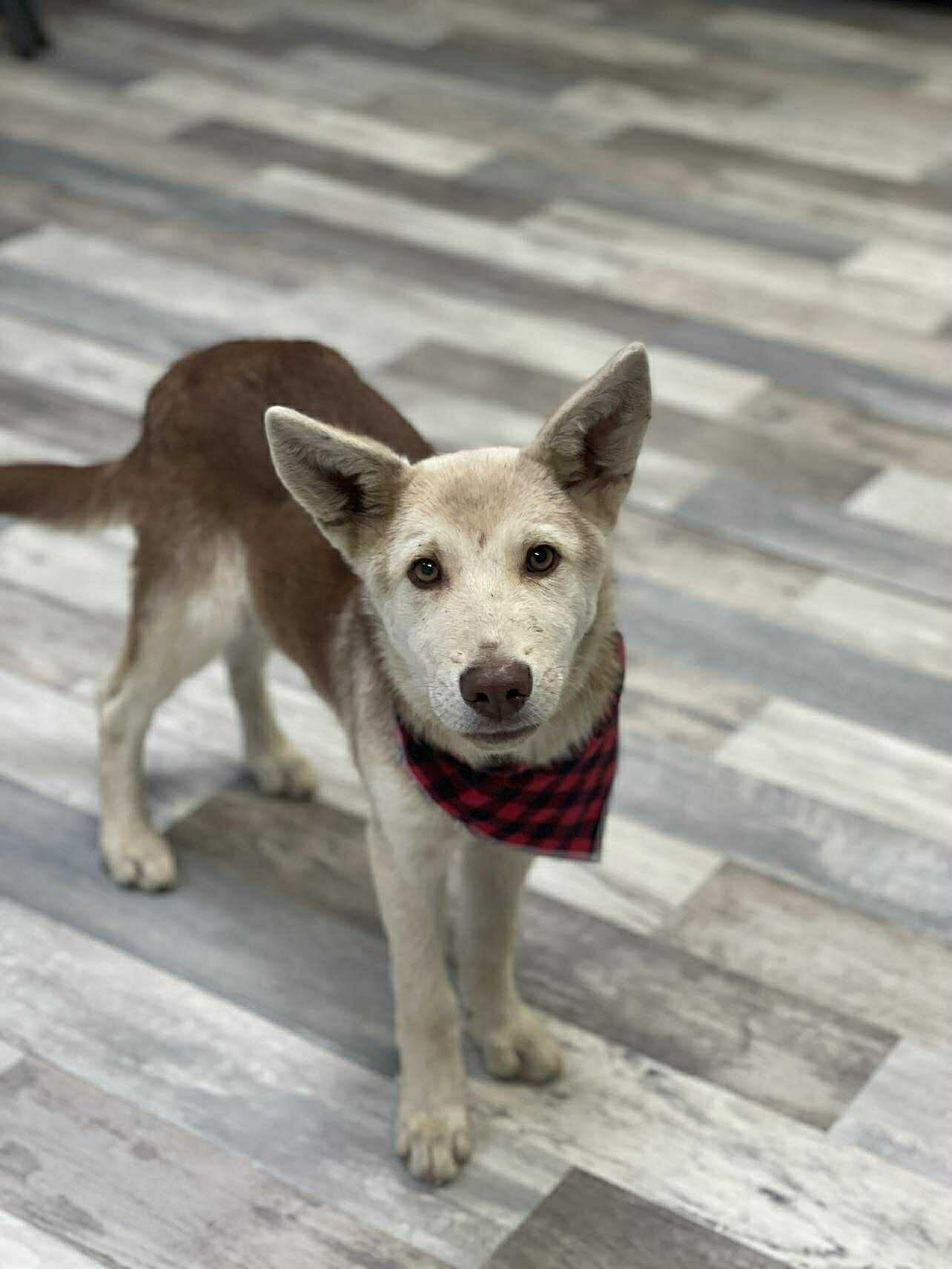 Radar The Husky Mix