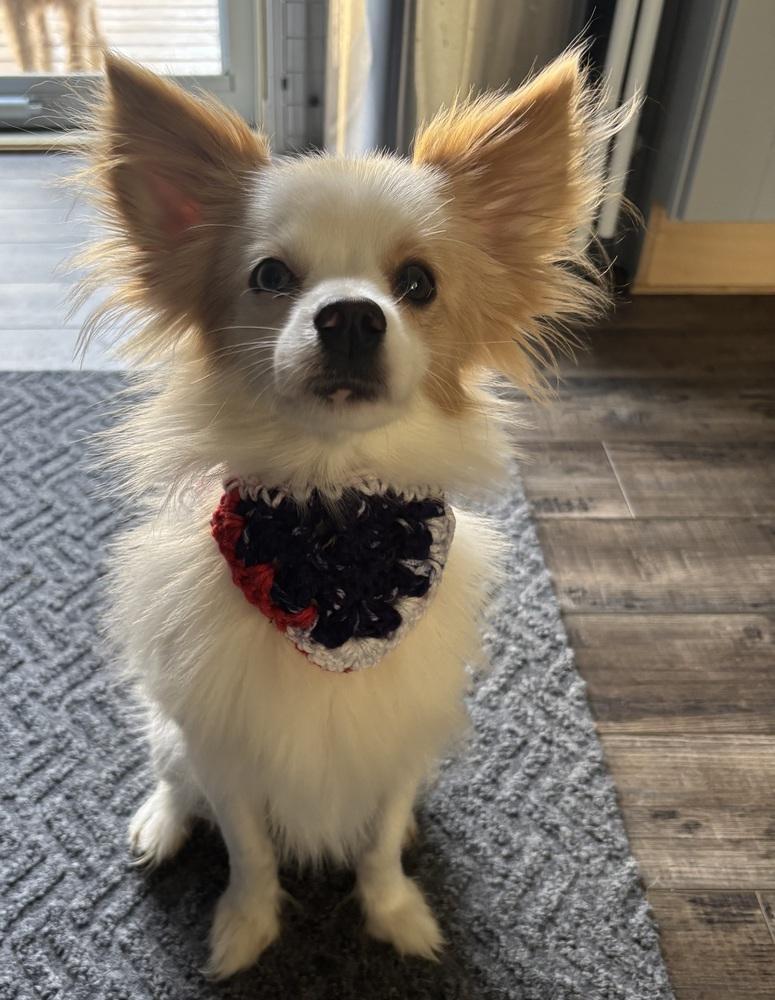 Biscuit