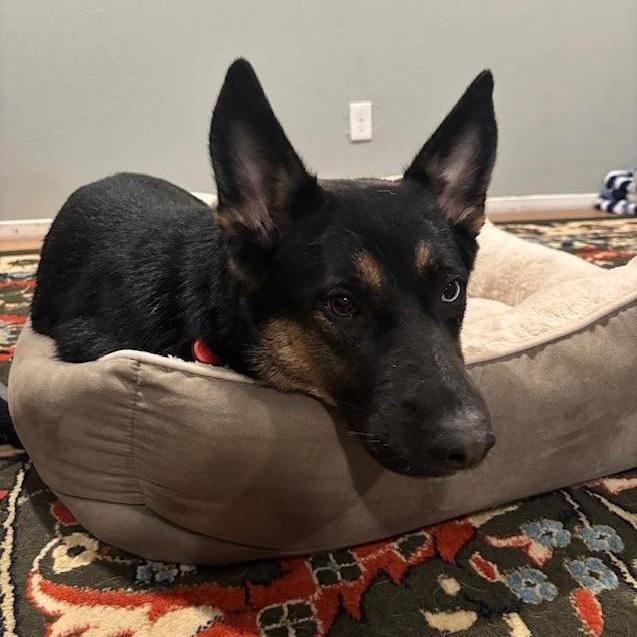 A young medium-sized female Black Shepherd dog named Froggy โ Smart for adoption in Houston, TX