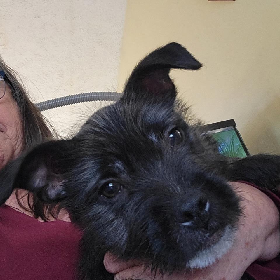 A baby small-sized male Black Terrier dog named Rocky for adoption in Alexandria, VA