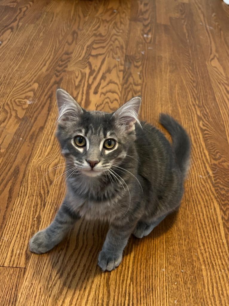 Baxter Bonded With Tucker