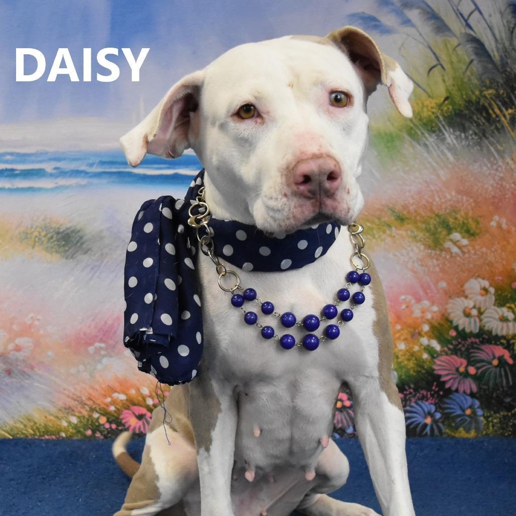 Daisy
