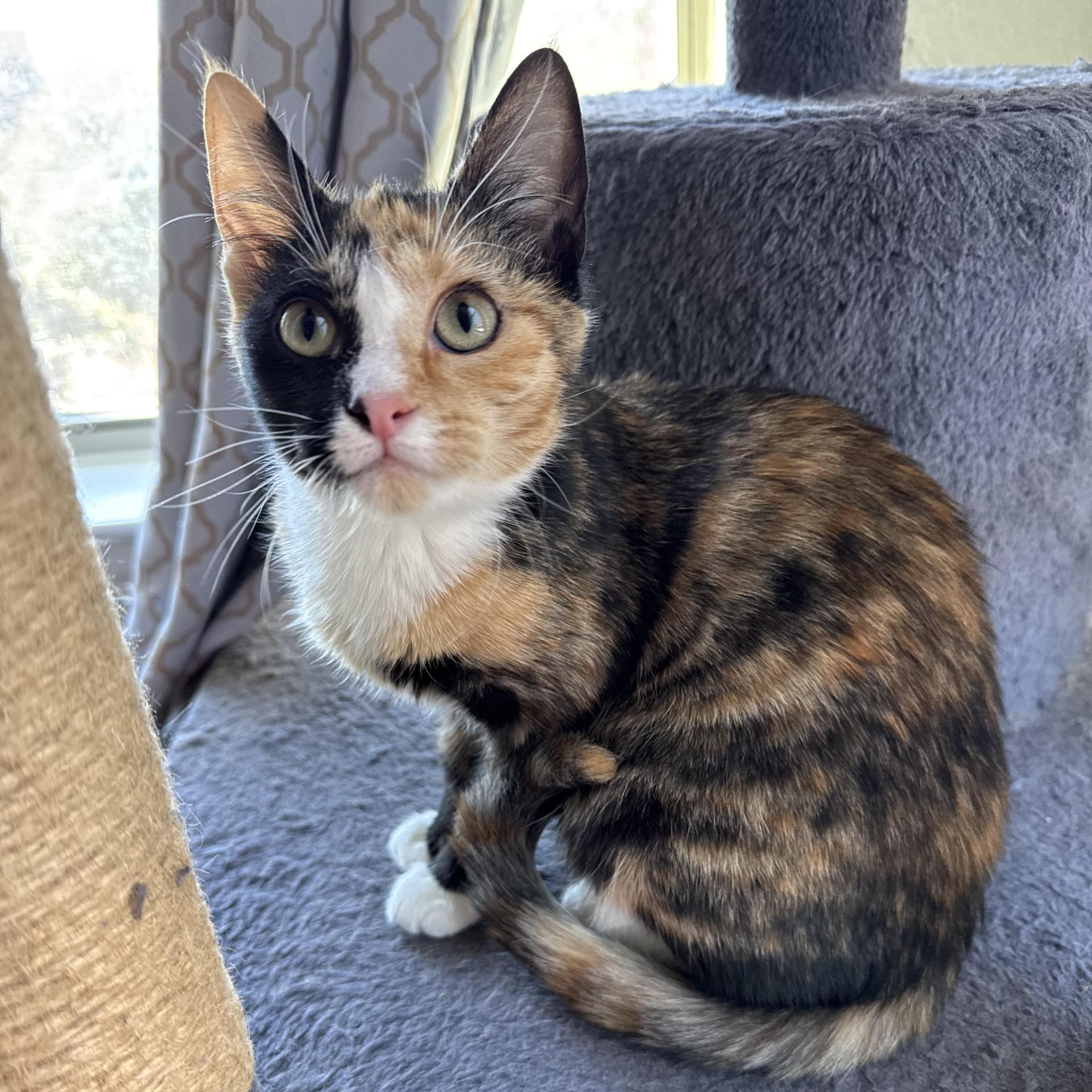 A baby medium-sized female Calico Calico cat named Ginger for adoption in Allen, TX
