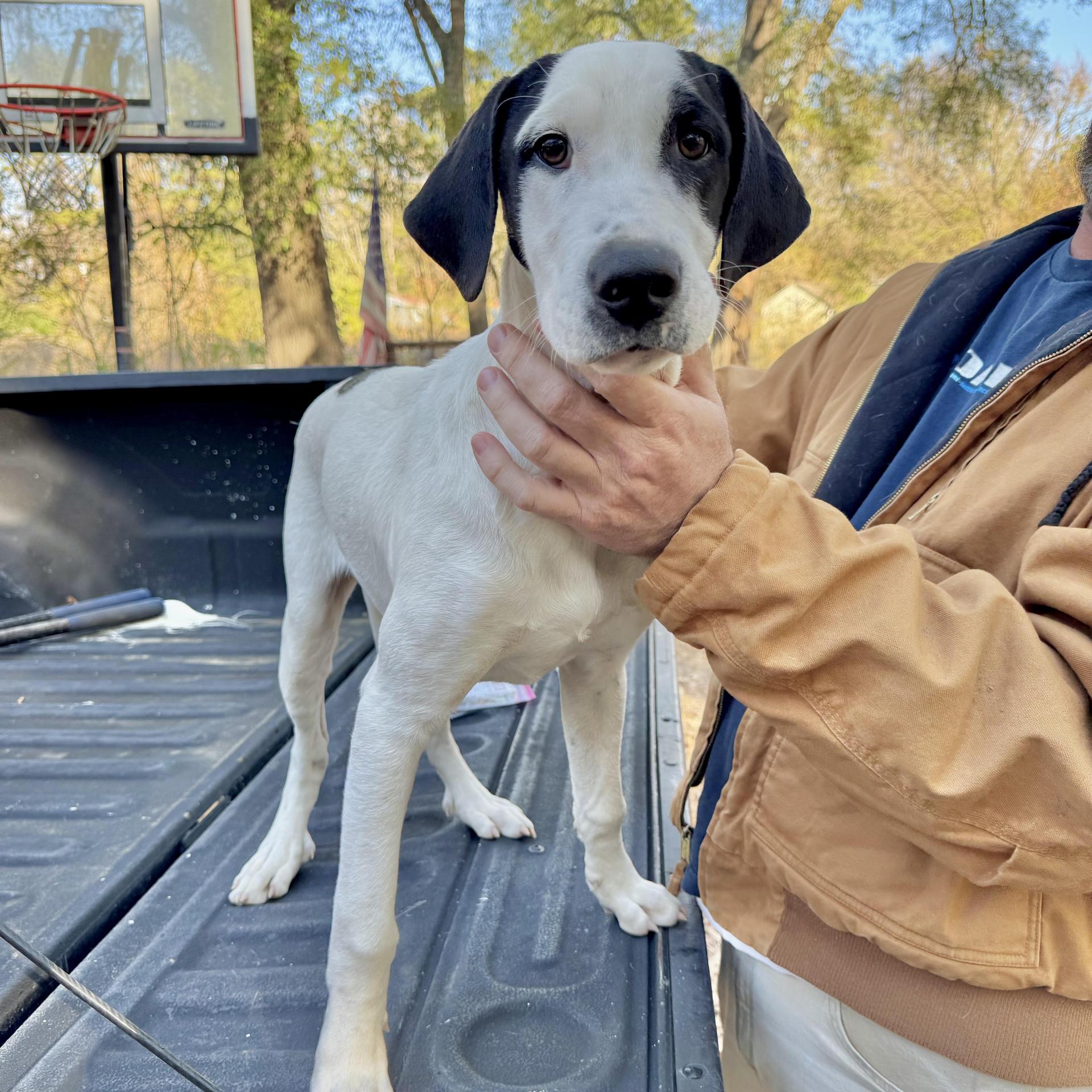 A young large-sized male White / Cream Pointer dog named Little Man for adoption in Longview, TX