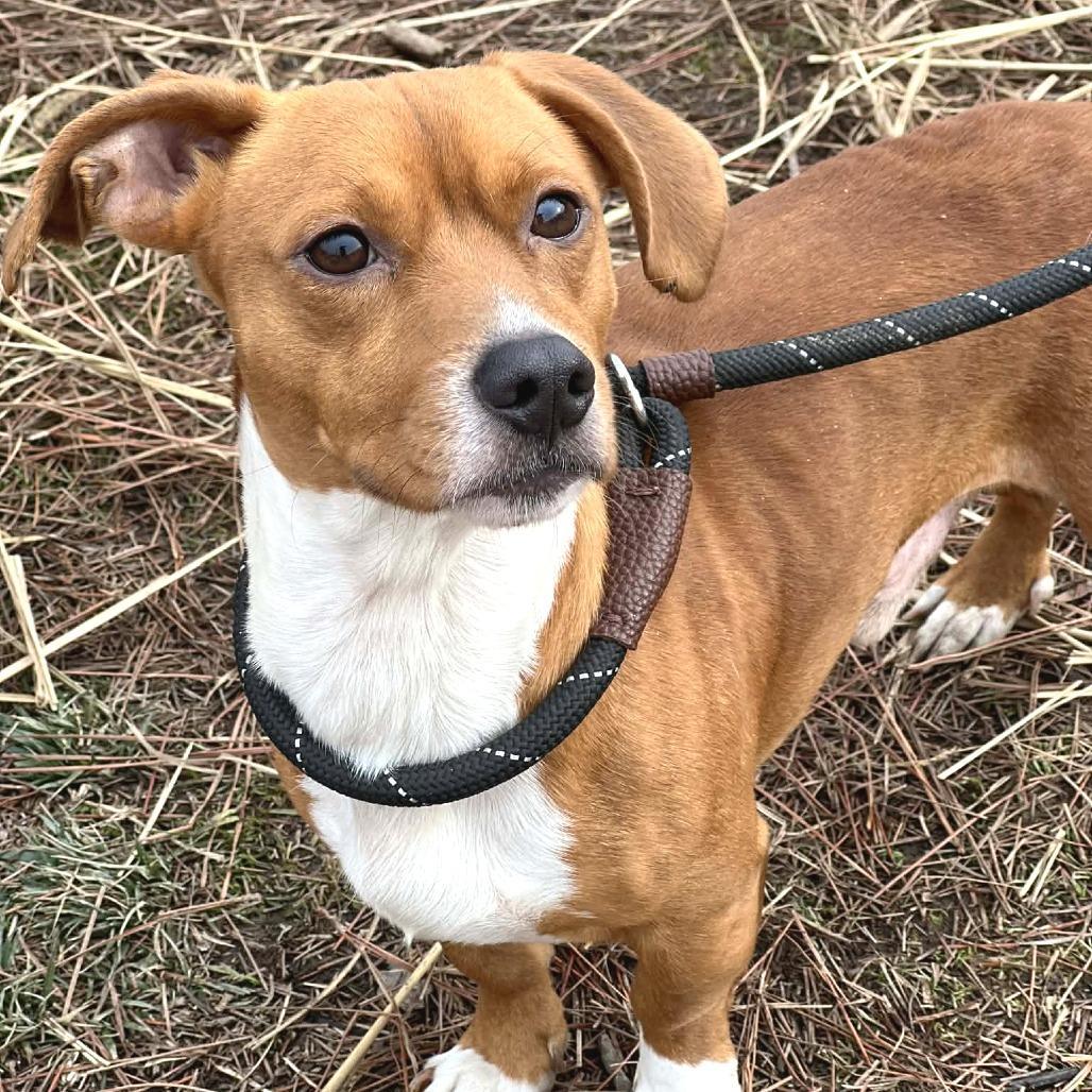 An adult small-sized male Red / Chestnut / Orange Mixed Breed dog named Royal for adoption in Huntington, WV