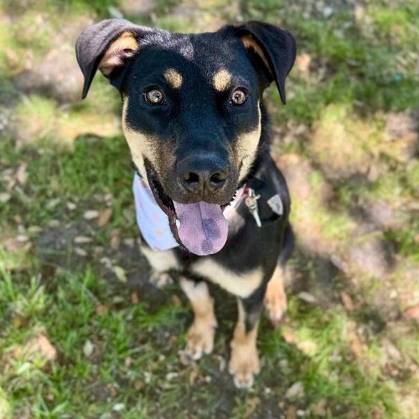 Dobbie Boy The Ultimate