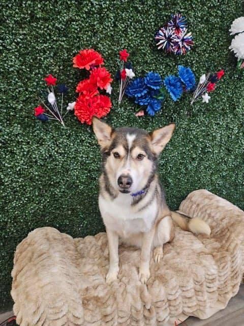 An adult large-sized female Sable Siberian Husky dog named Kennedy for adoption in Canyon, TX
