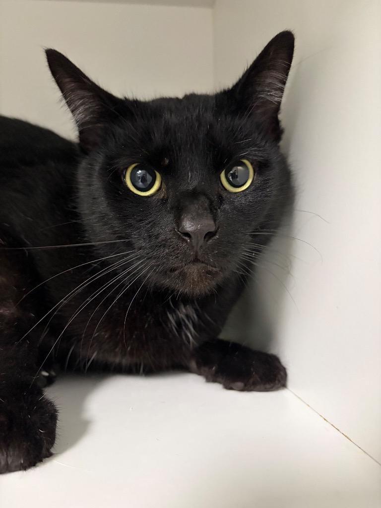 An adult medium-sized male Domestic Short Hair cat named Quincy for adoption in Huntington, IN