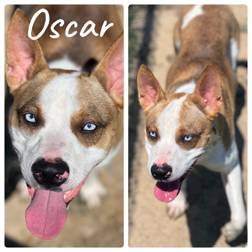 Oscar