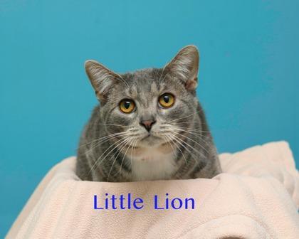 Little Lion